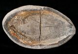 Triassic Fossil Fish (Australosomus) - Madagascar #16740-1
